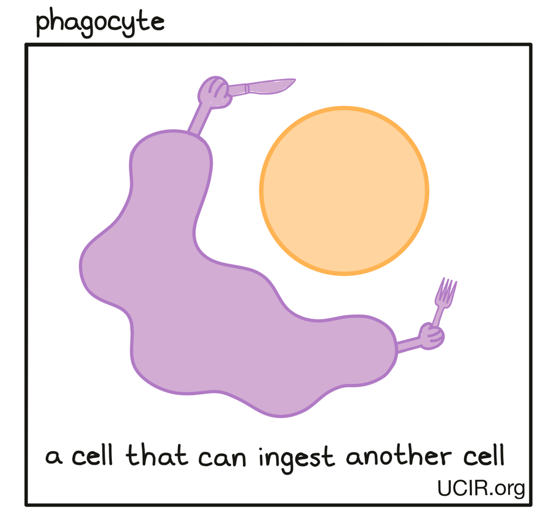 Phagocyte illustration