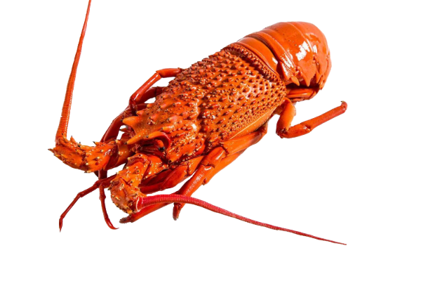 Fresh Eastern Lobster