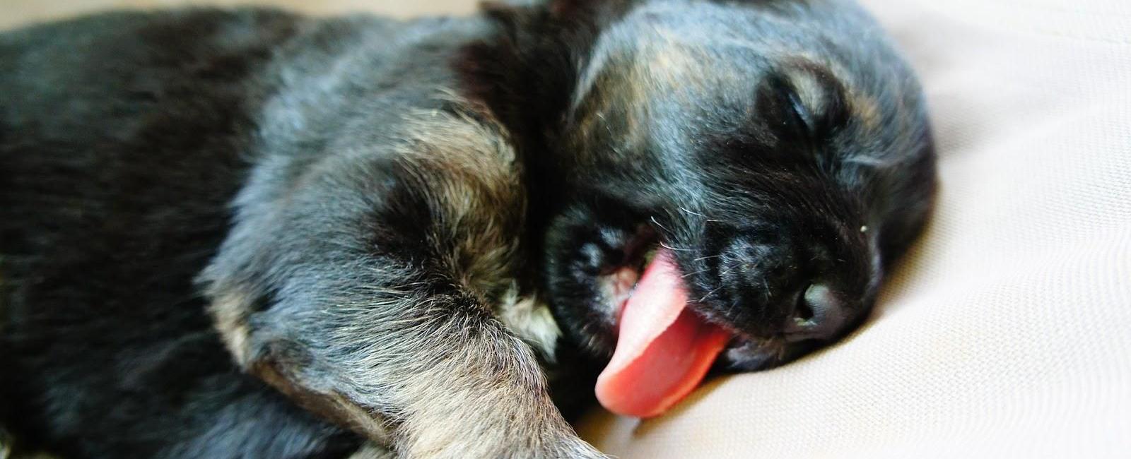 Why Do Dogs Sleep with Their Tongue Out?