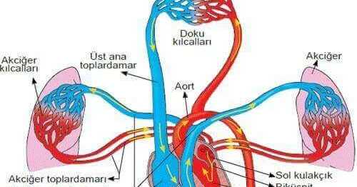 İnsanda Dolaşım: Kan Dolaşımı