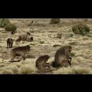 Ethiopia Baboons 6