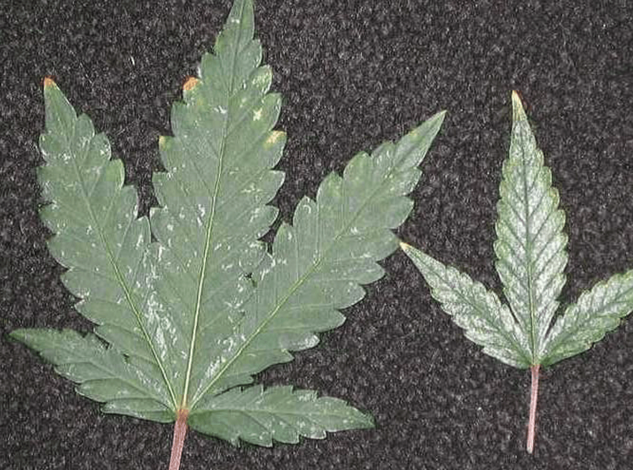 Thrip Damage on Cannabis Leaf