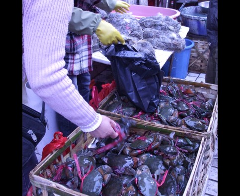 China Fish Markets 17