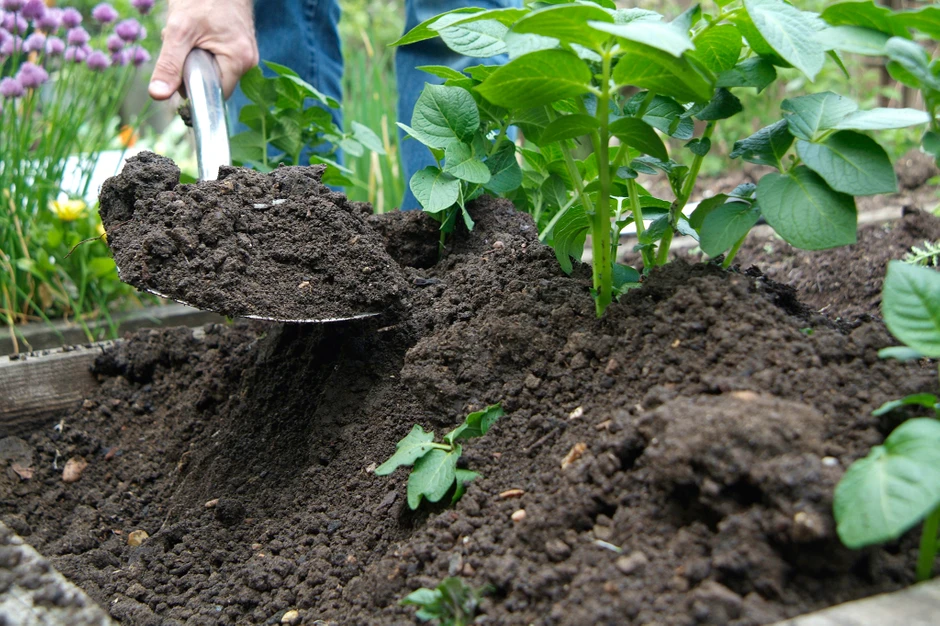 A shovel earthing up a plant of potatoes