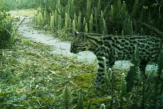 Gato-do-mato-pequeno