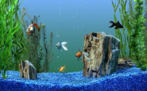 The Aquarium Fish Change the Water