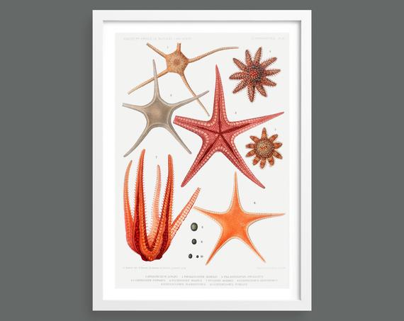Starfish vintage chart print 