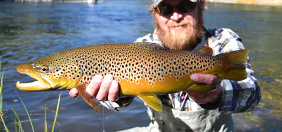 brown_trout