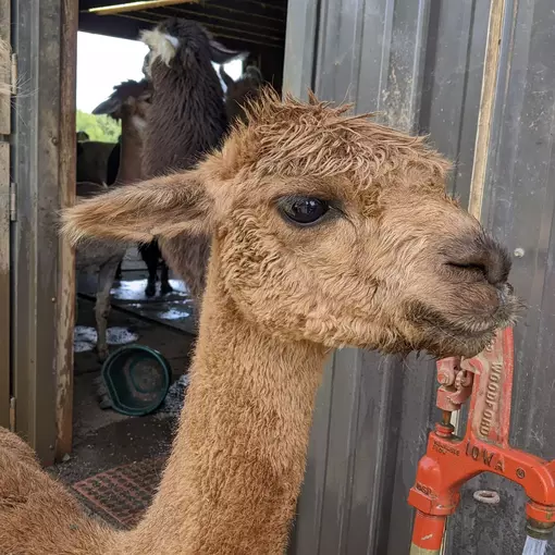 An image of an alpaca named Clare by a water tank