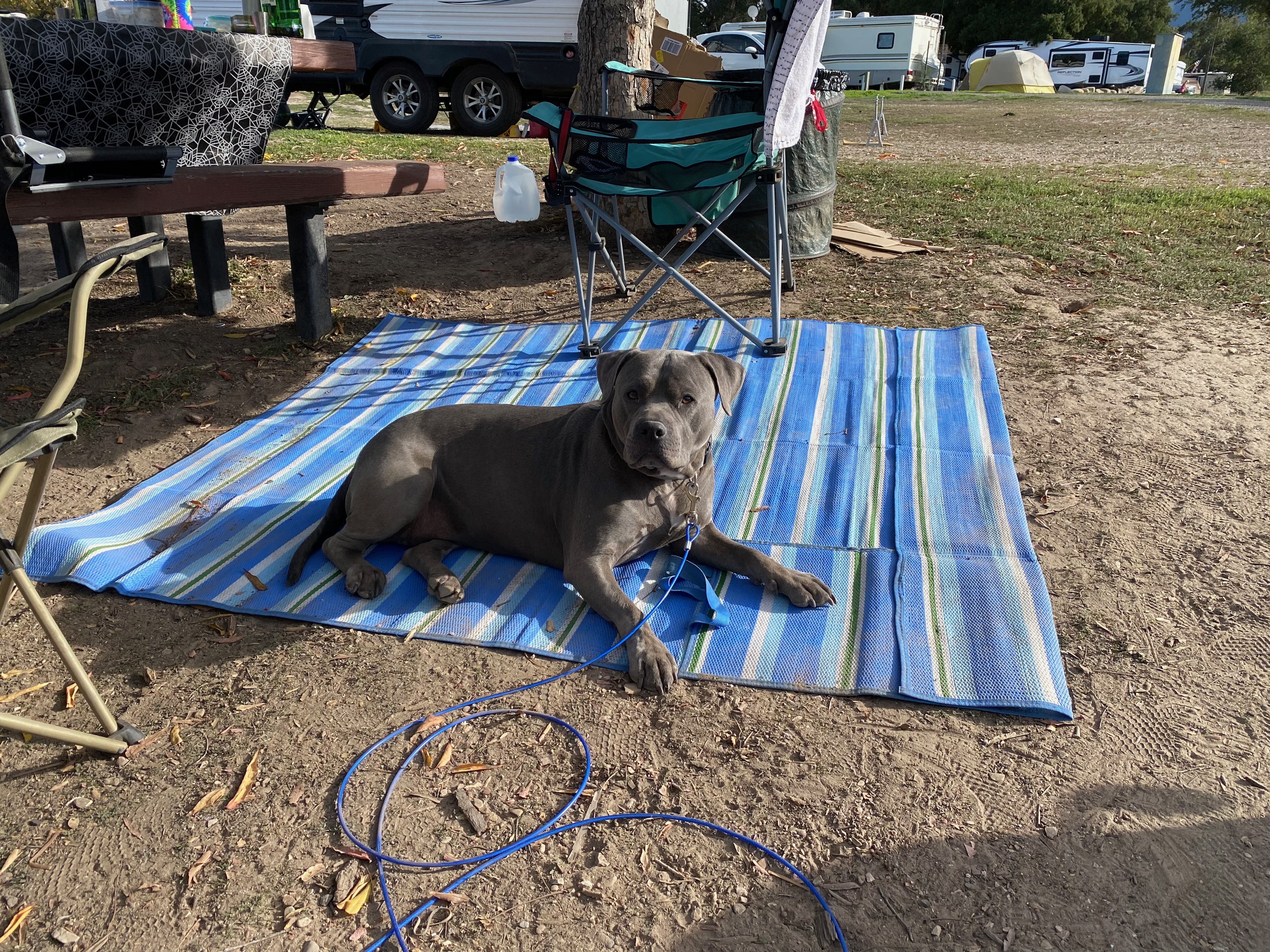 Nala loves camping.