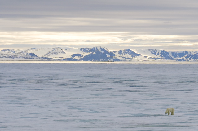 Melting kingdom of the Polar Bear