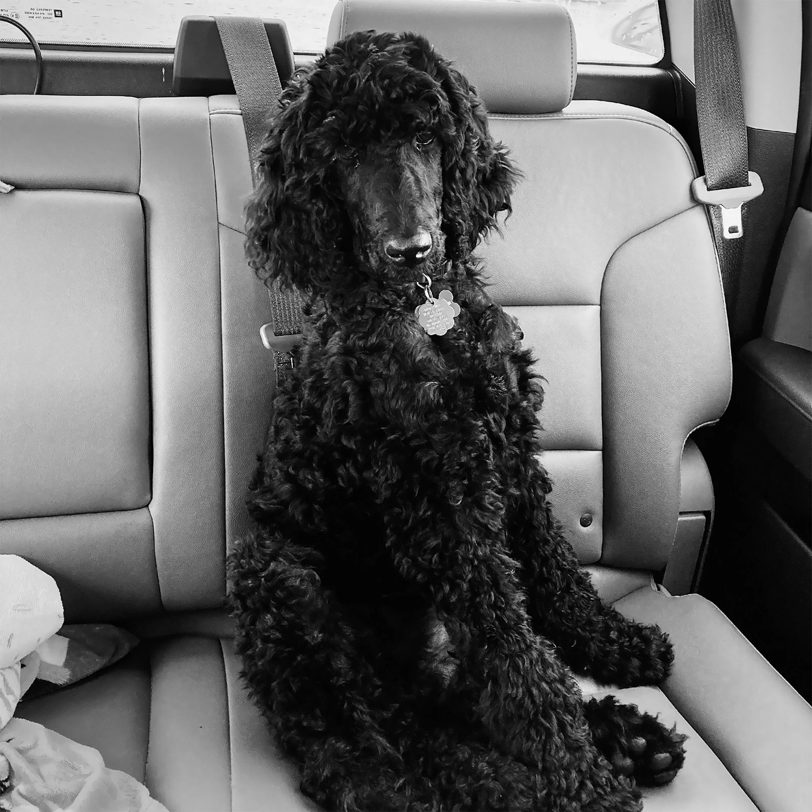 Our poodle riding in the car