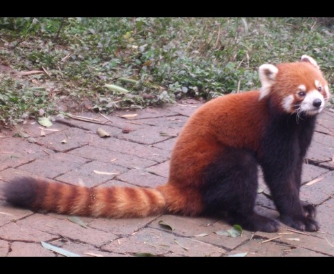 China Red Pandas 1