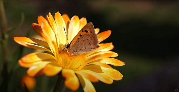 Calendula flowers provide food to pollinators