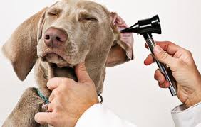 doctor looking in a dogs ear with a otoscope