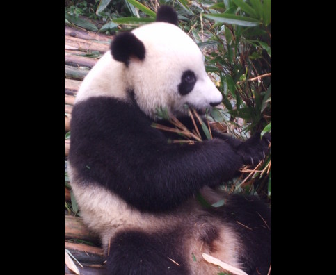 China Pandas 23