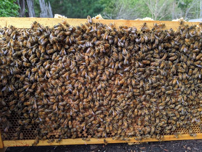 Frame with Bees