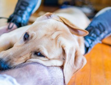 Why Do Dogs Sleep Between Your Legs?