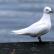 An Ivory Gull stands on the edge of a pier