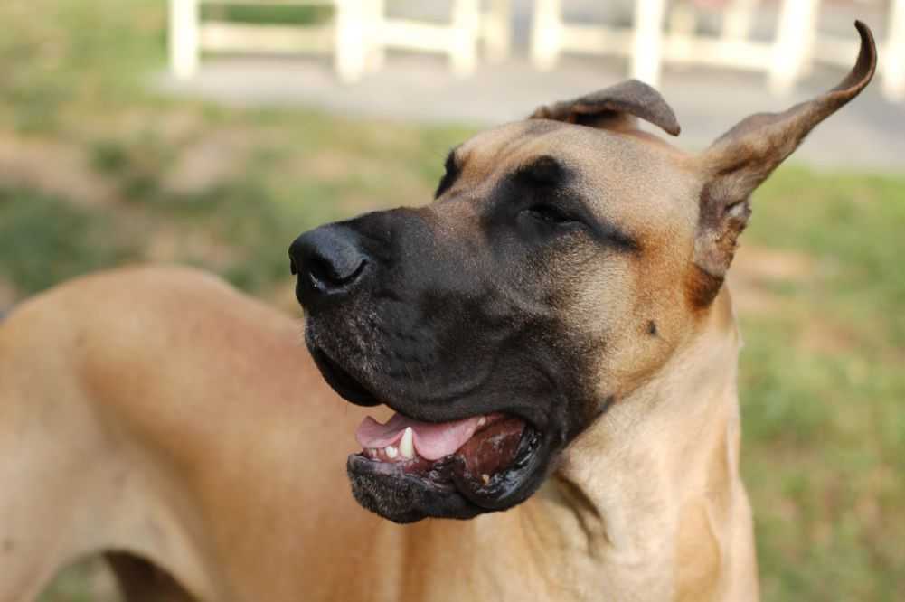 A great dane, which Scooby-Doo is based on. Credit to Erin Campbell Smith @ Flickr. Licensed under CC BY-ND 2.0.