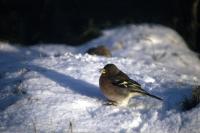 A Chaffinch in profile