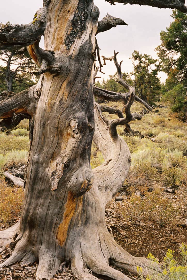 A gnarled tree in a volcanic landscape