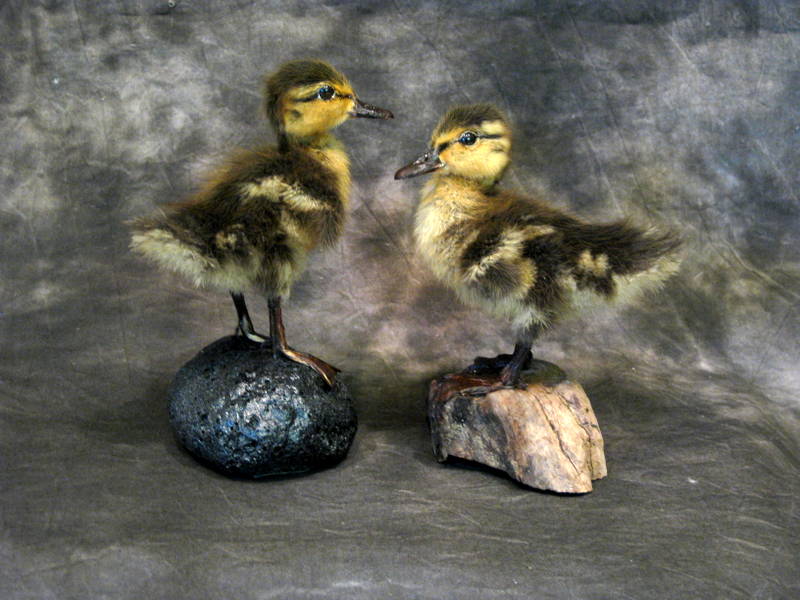 Cherri's Mallard Ducklings