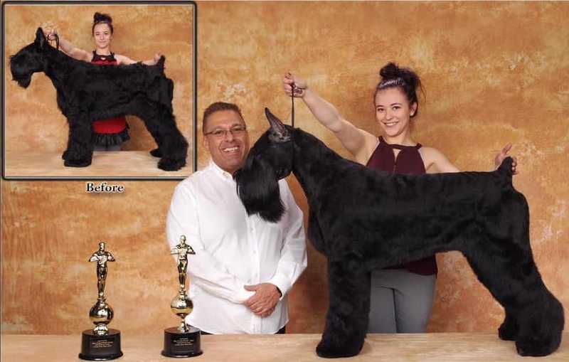 Black russian terrier winning first prize for haircuts of wire coat breads