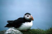 A Puffin sits down for a rest