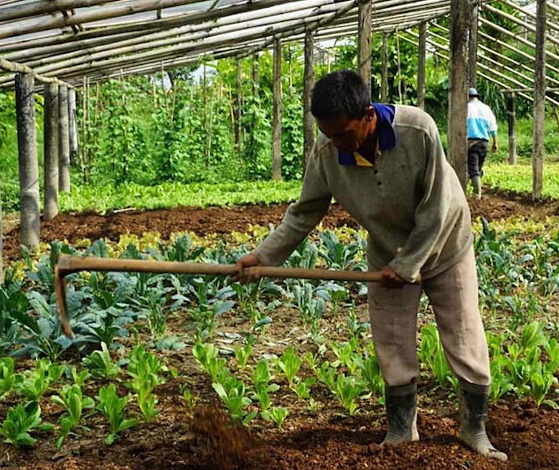 Live Essences source locally from organic faming facilities