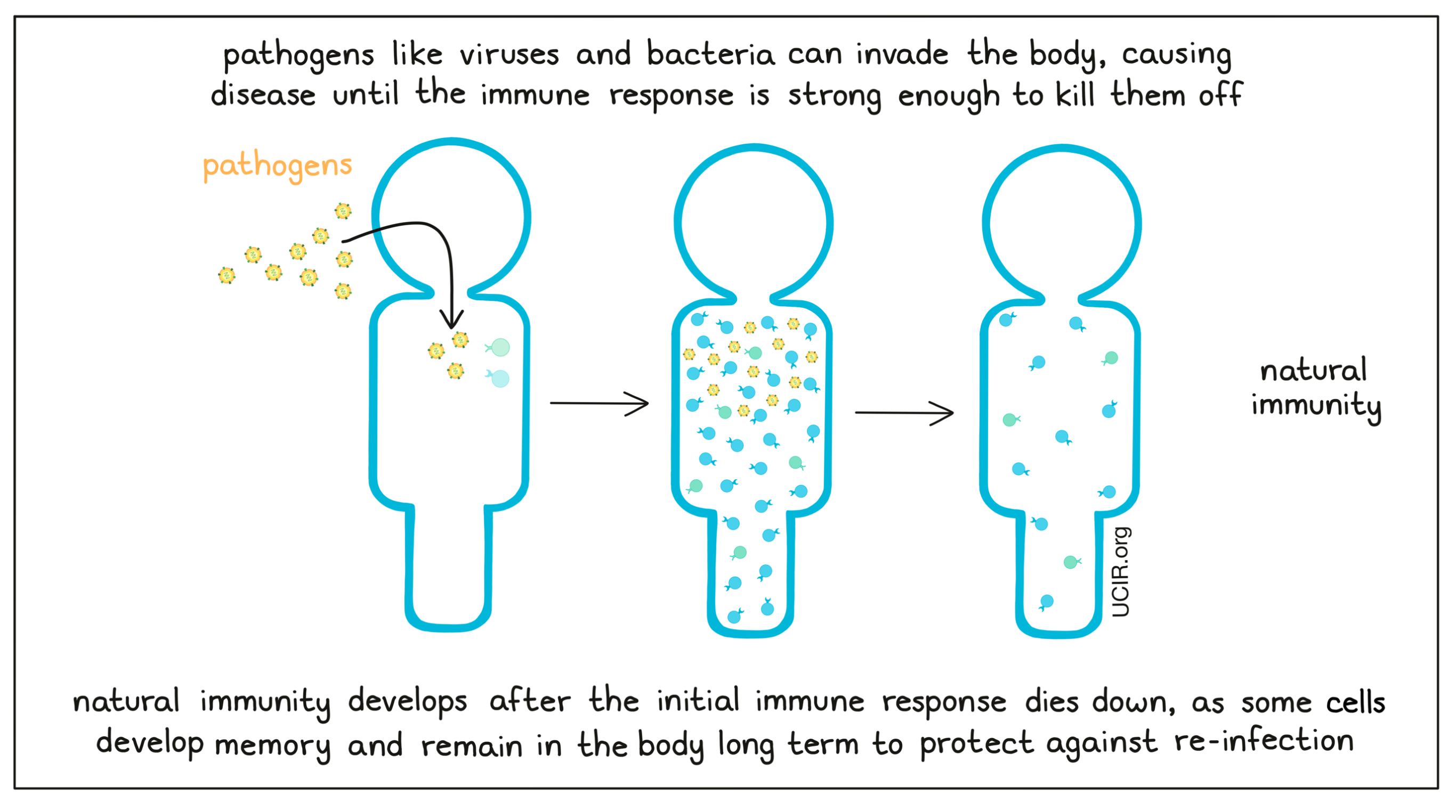 Illustration showing how pathogens like viruses and bacteria can invade the body