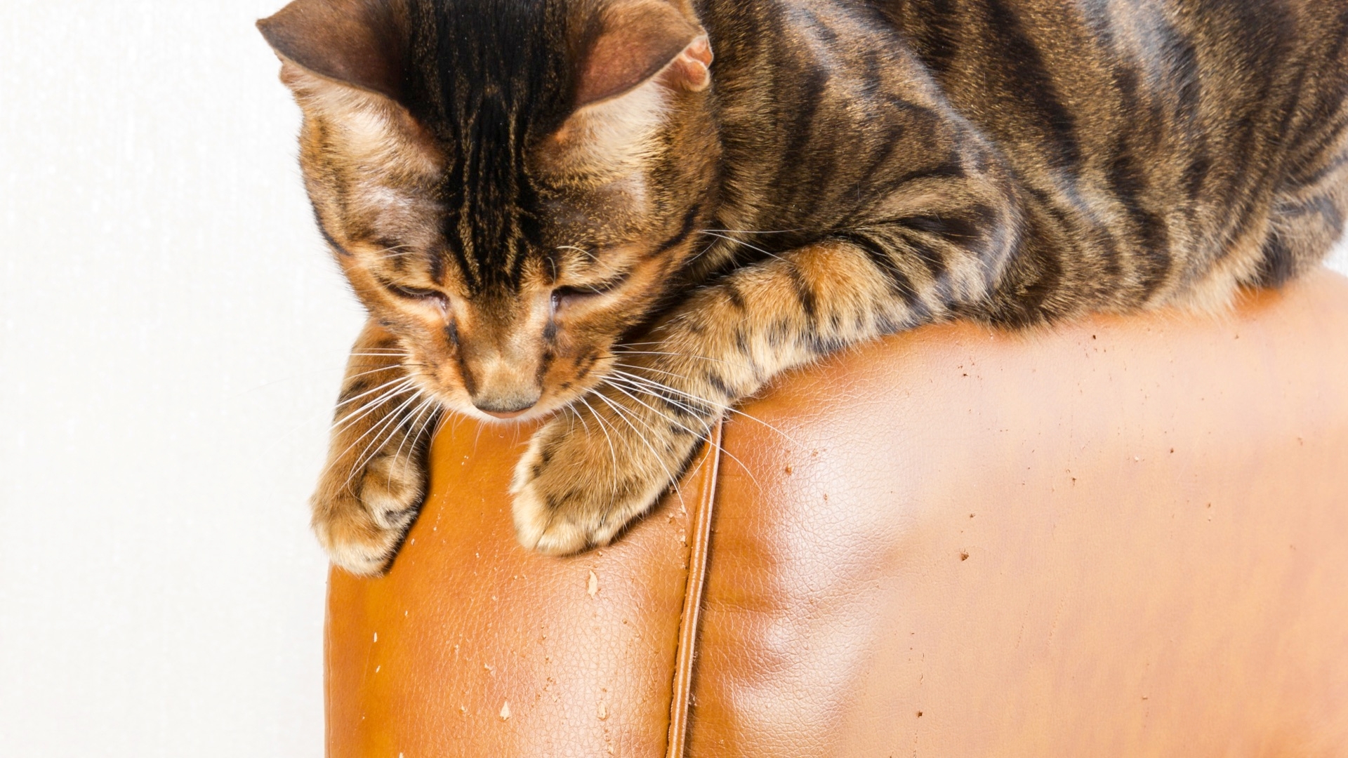 Does Your Cat Scratch The Furniture?