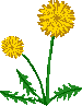 dandelion gold