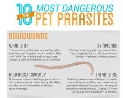 Dog Health: Top 10 Most Dangerous Pet Parasites