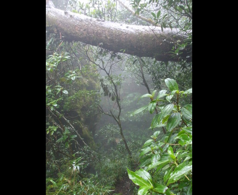 Elsv Rainforest 2