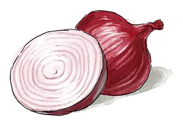 Illustration of an Onion