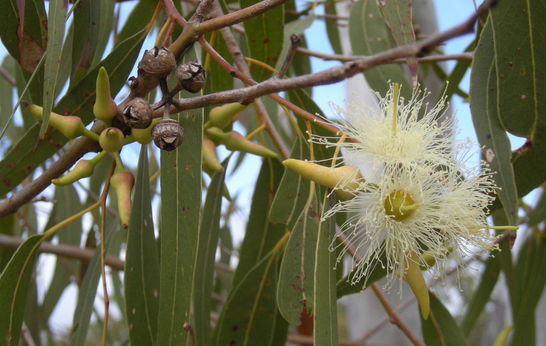 Eucalyptus tree and buds