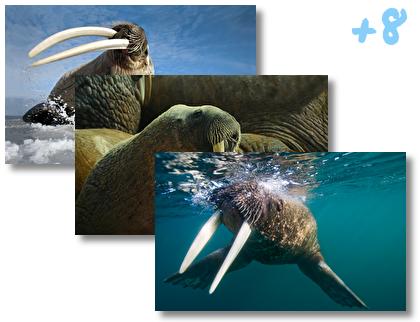 Walrus theme pack