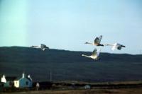 Four Whooper Swans in flight