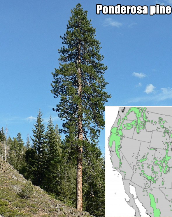 ponderosa pine