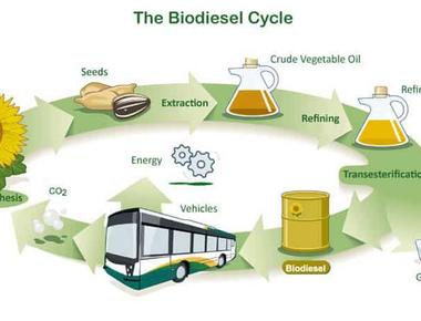Biodiesel -  A Viable Renewable Energy Resource