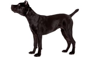 Cane Corso Dog Breed
