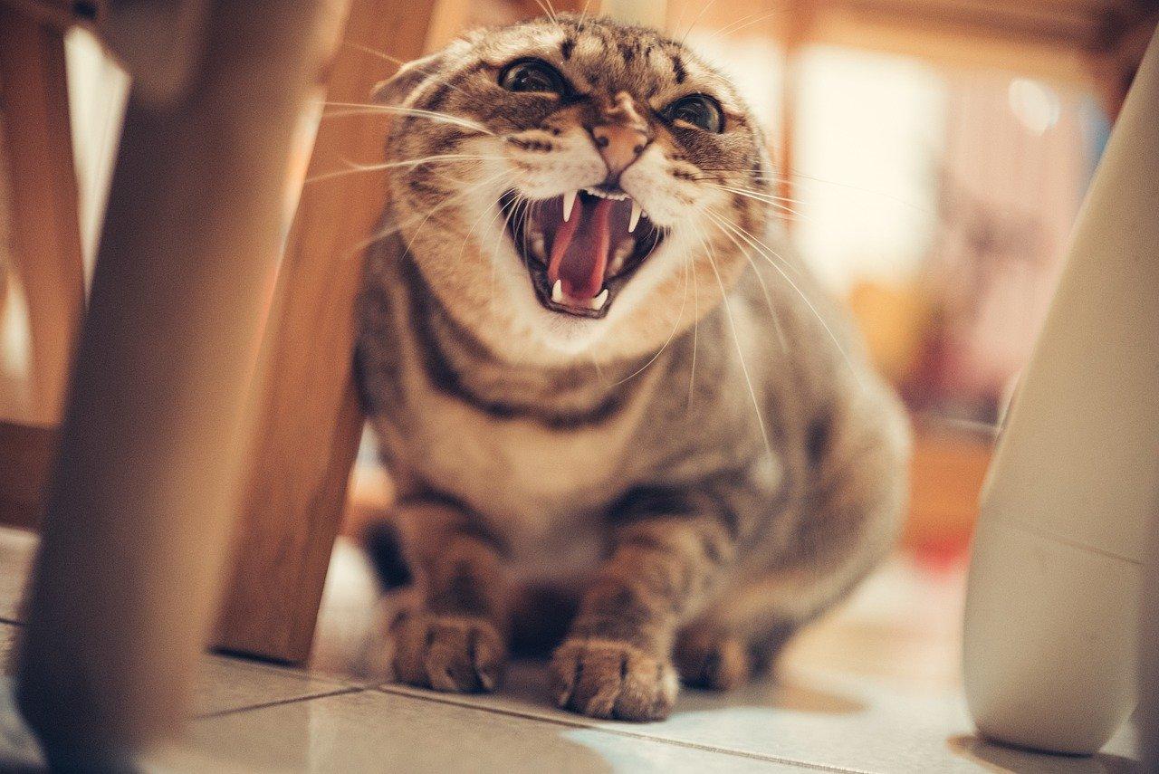 Gato bravo com as orelhas para trás e os dentes expostos