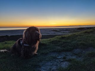 Sussex Spaniel sat on top of a hill with the sea and sunset in the background.