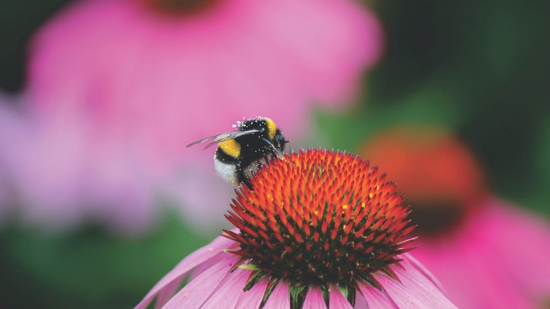 Bee with pollen on an echinacea flower