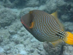 The Common Diseases of Coral Reef Fish
