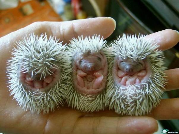 Jeżyki = Baby Hedgehogs Jeżyki = Baby Hedgehogs
