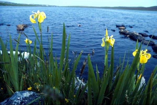 Yellow Iris beside the Littlester Loch