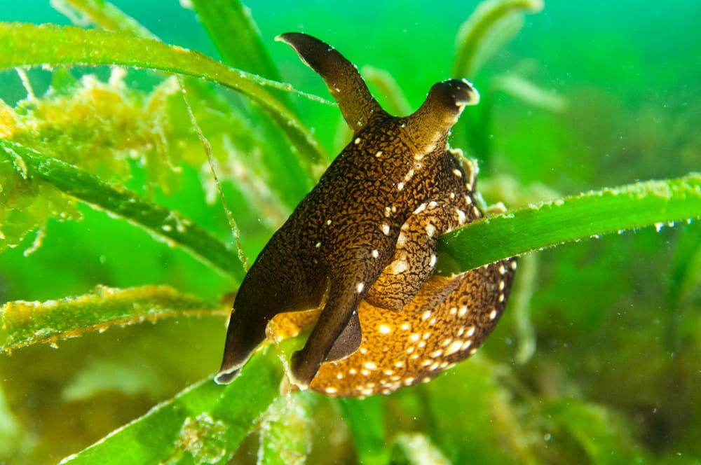 Closeup of a sea hare <em>(Aplysia punctata)</em>, a type of sea slug, on a blade of seagrass <em>(Zostera spp.</em>)