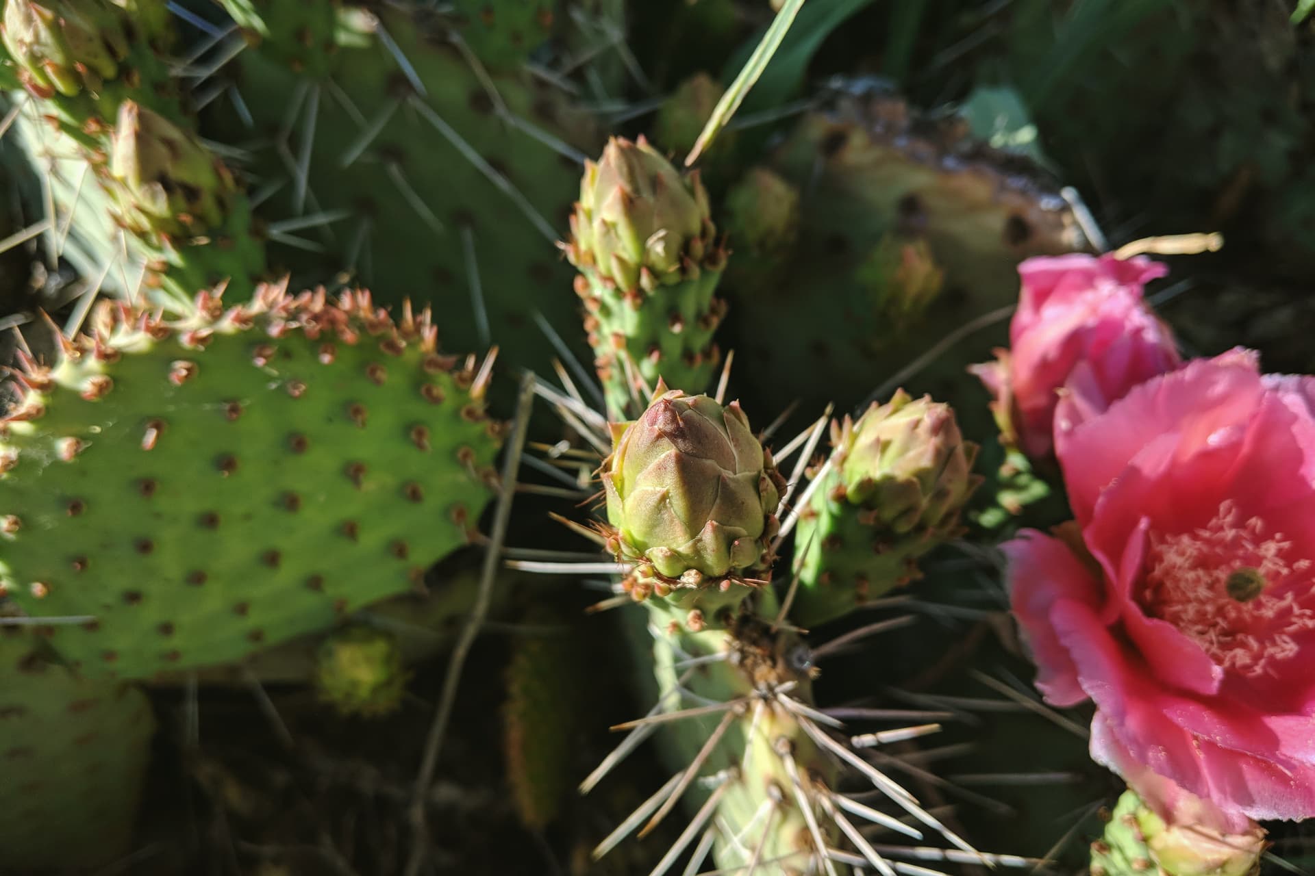 A prickly pear cactus flower on the verge of blooming.